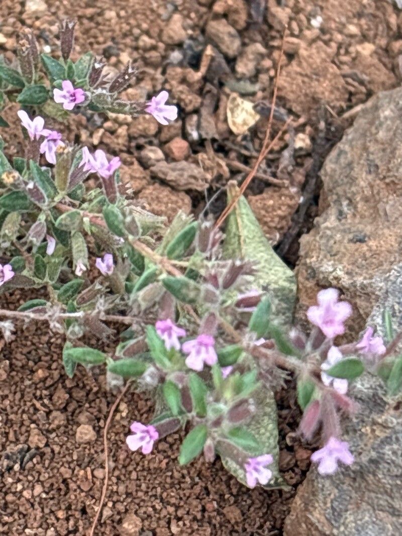 Micromeria teneriffae flower
