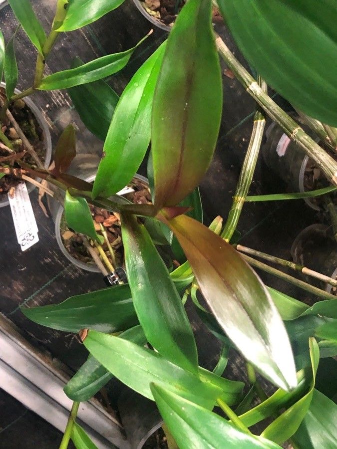 Epidendrum nocturnum — search result for 'Orchidaceae'