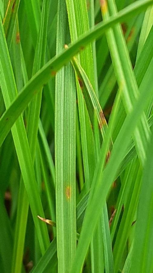 Carex nigra leaf