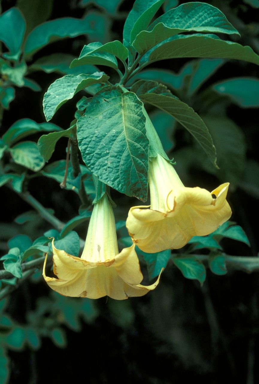 Brugmansia pittieri — related species from the same genus