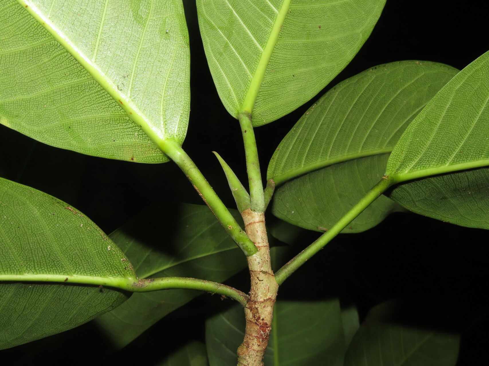 Ficus obtusifolia leaf