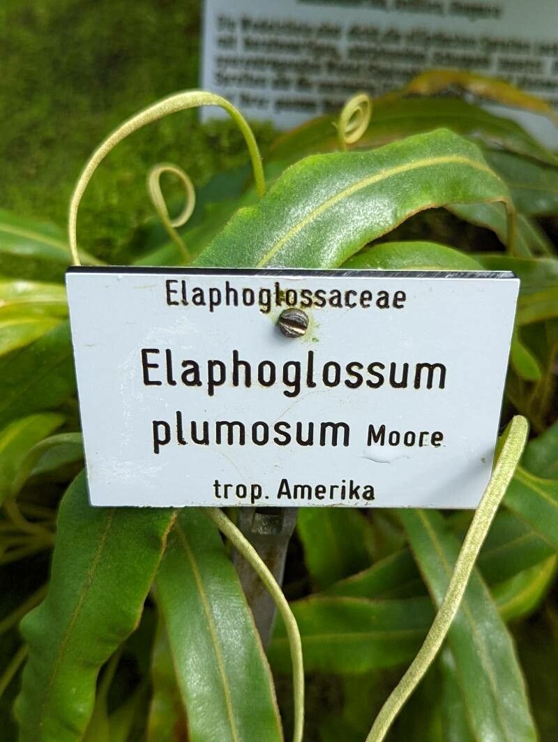 Elaphoglossum plumosum other