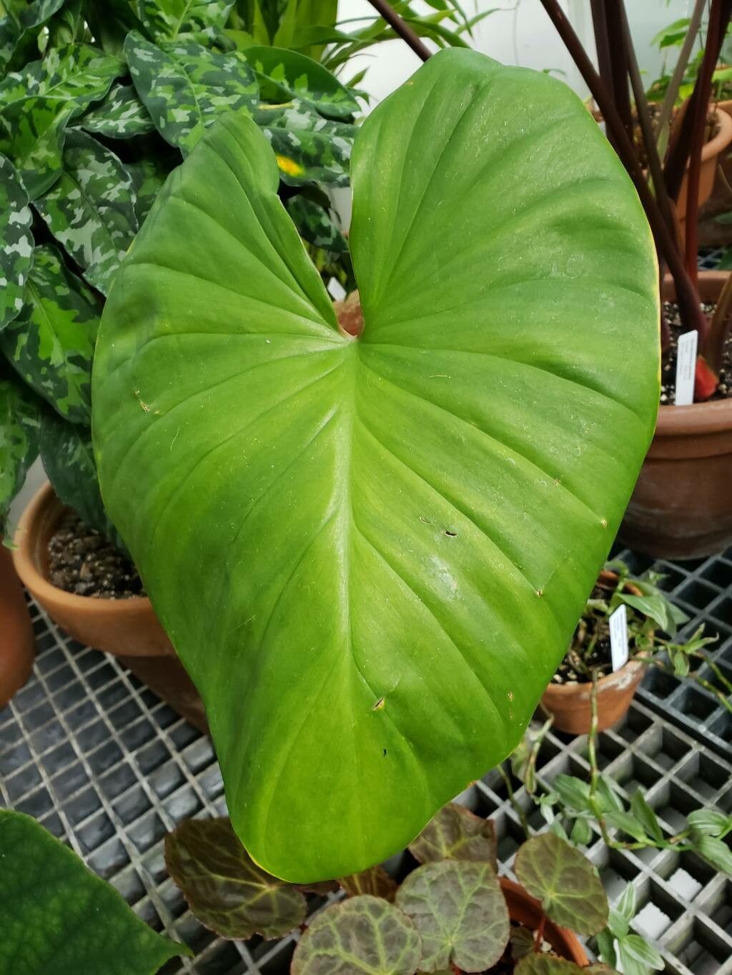 Homalomena pendula leaf