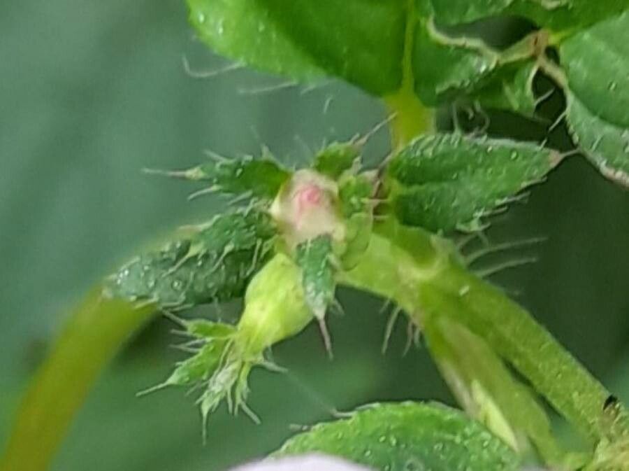 Tibouchina paratropica other