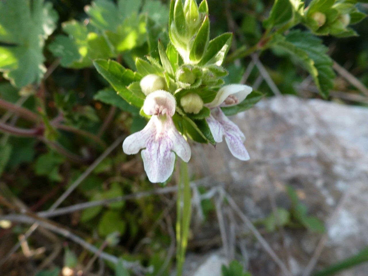 Prasium majus flower
