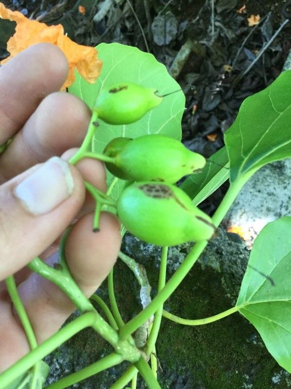 Cordia subcordata fruit