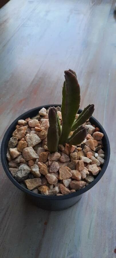 Stapelia leendertziae bark