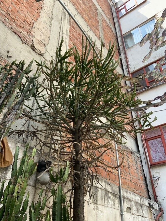 Euphorbia grandidens bark