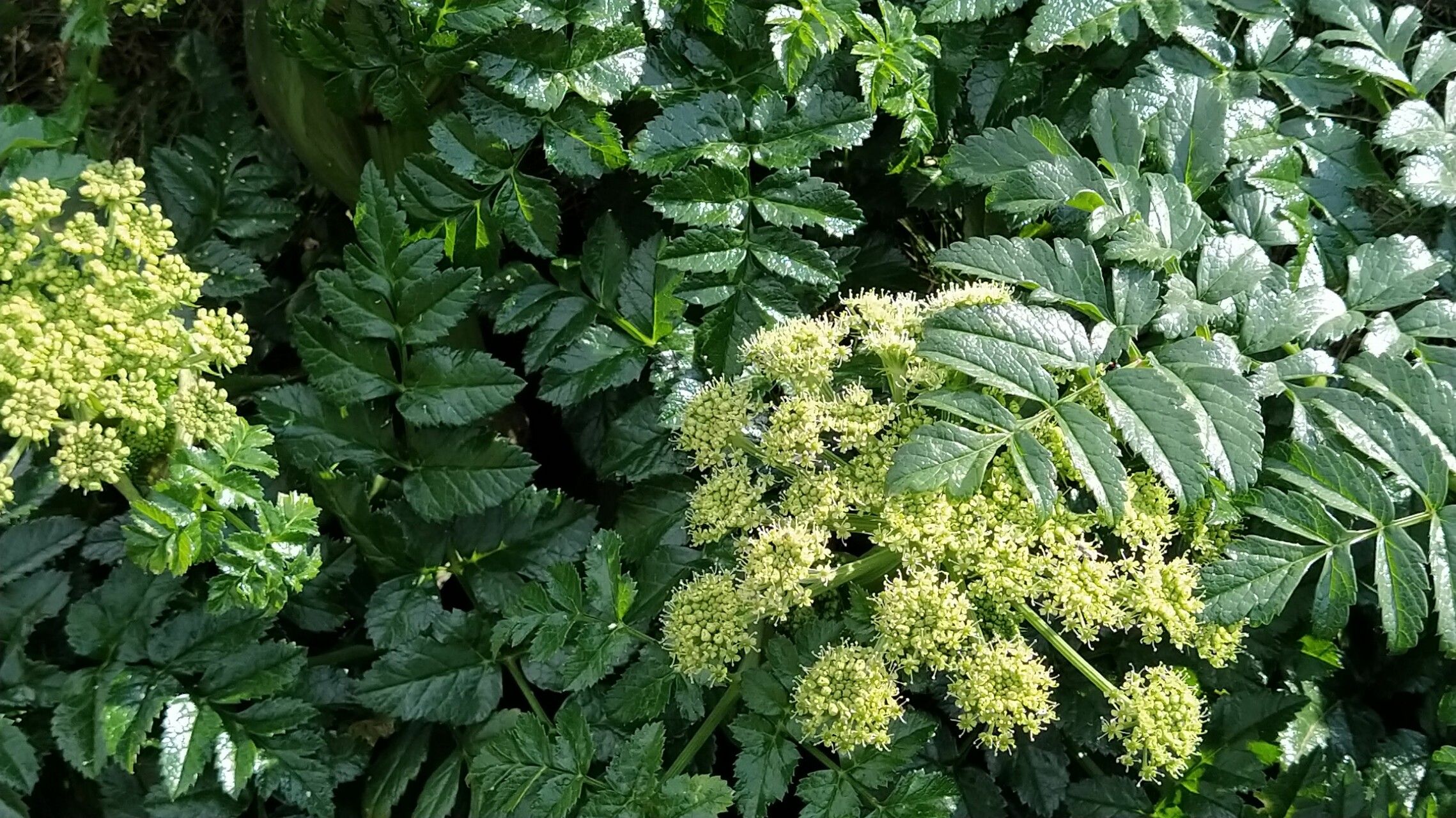 Angelica pachycarpa flower