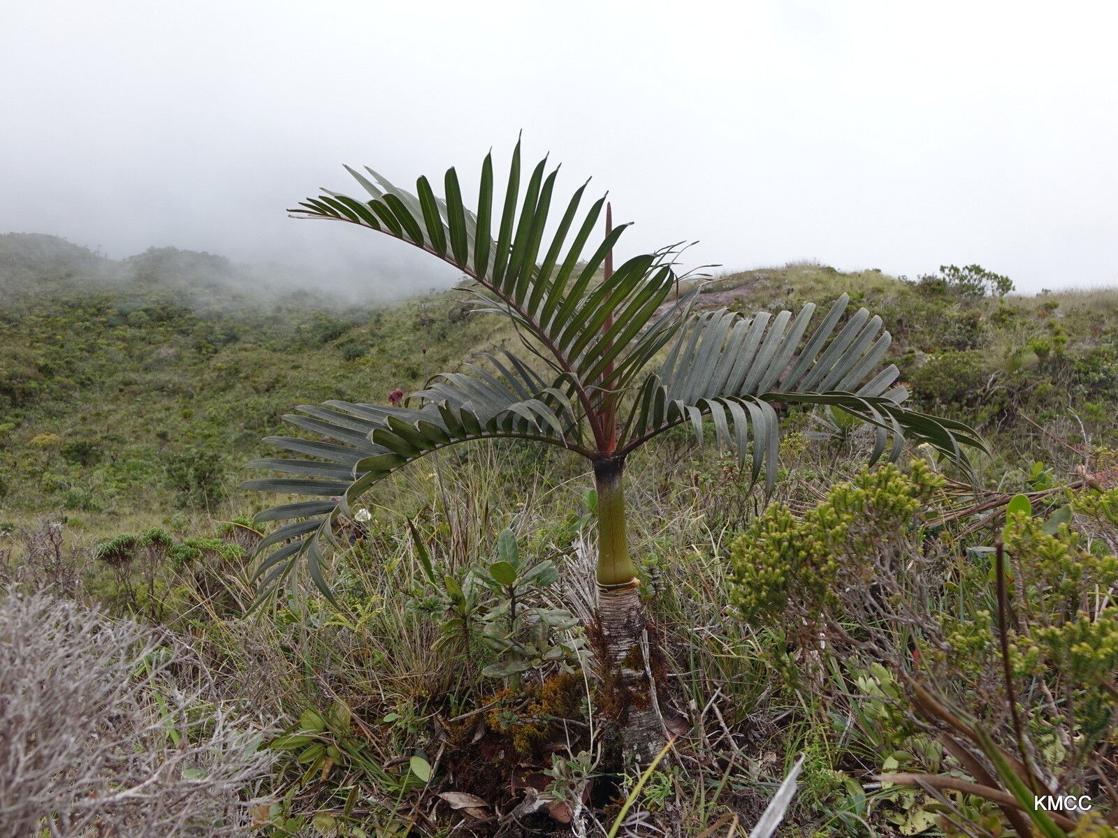 Dypsis pumila habit