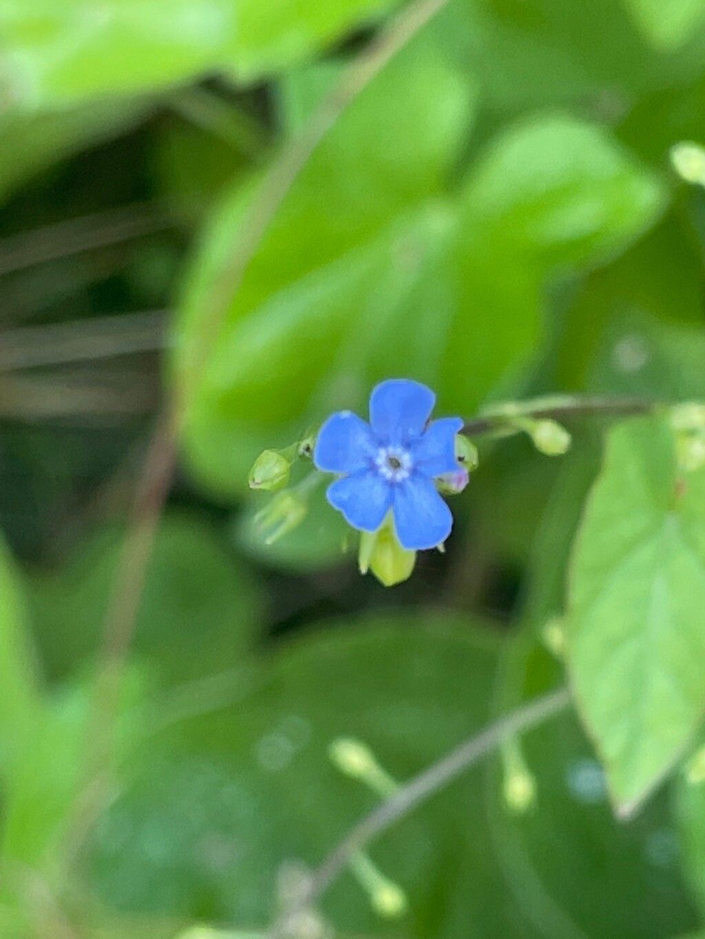 Brunnera orientalis flower