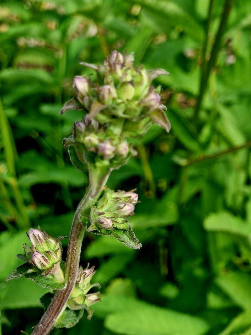 Gentiana decumbens — houseplant care guide