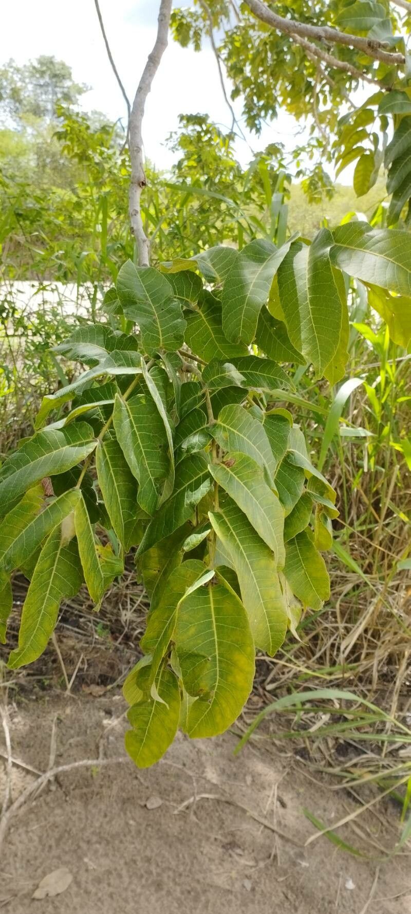 Astronium urundeuva — houseplant care guide