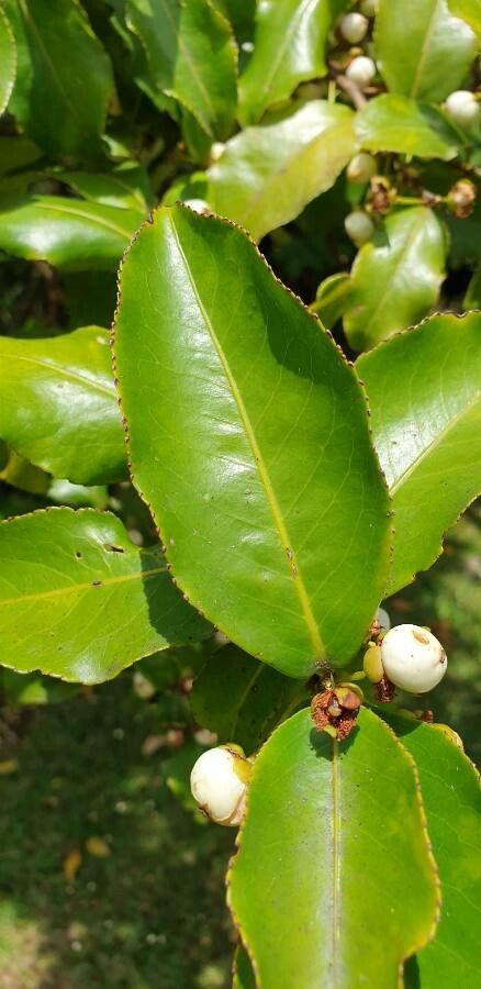 Aphloia theiformis leaf