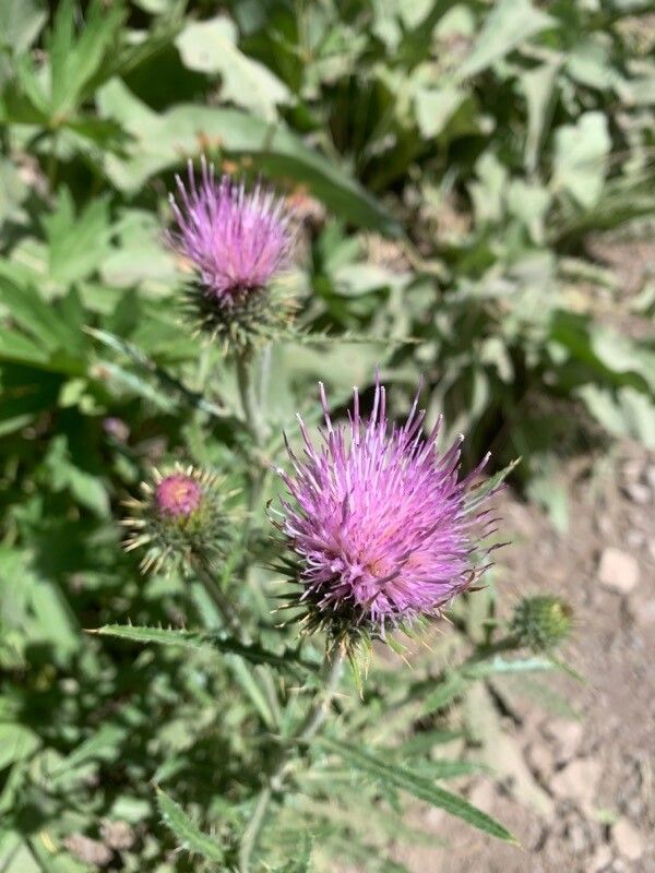 Cirsium rhaphilepis flower