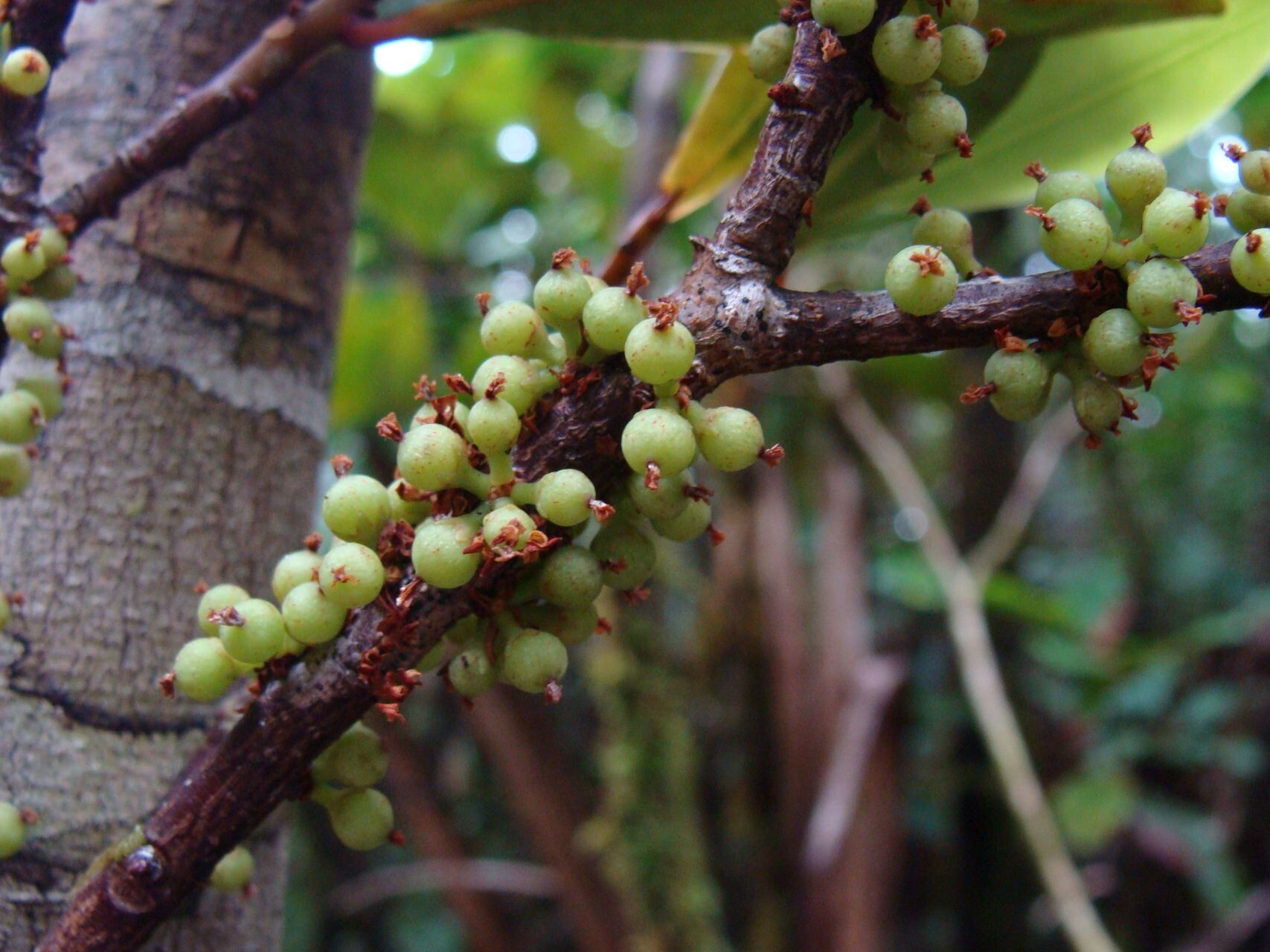 Myrsine citrifolia fruit