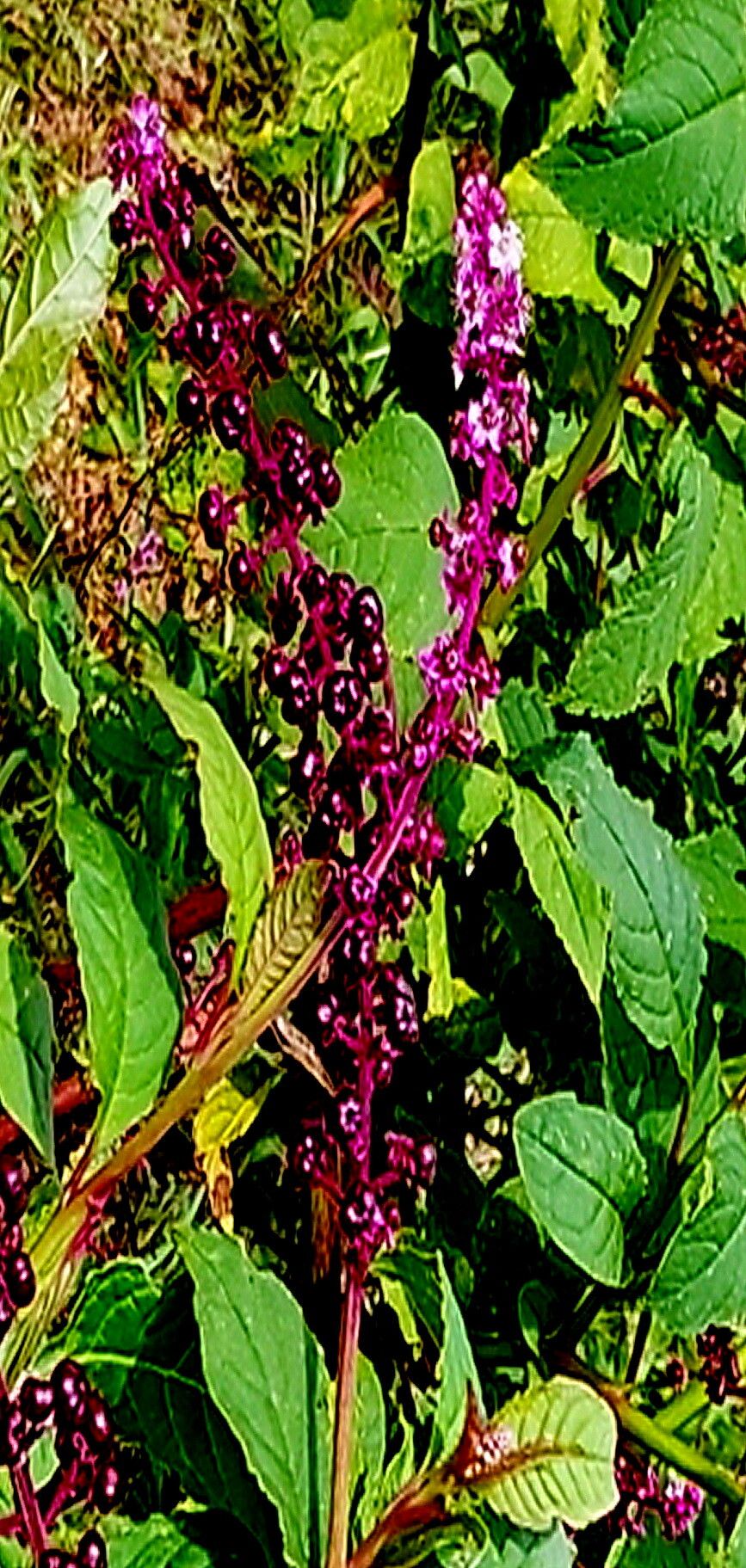 Phytolacca thyrsiflora — houseplant care guide