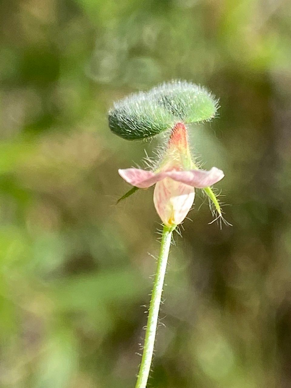 Acmispon americanus flower