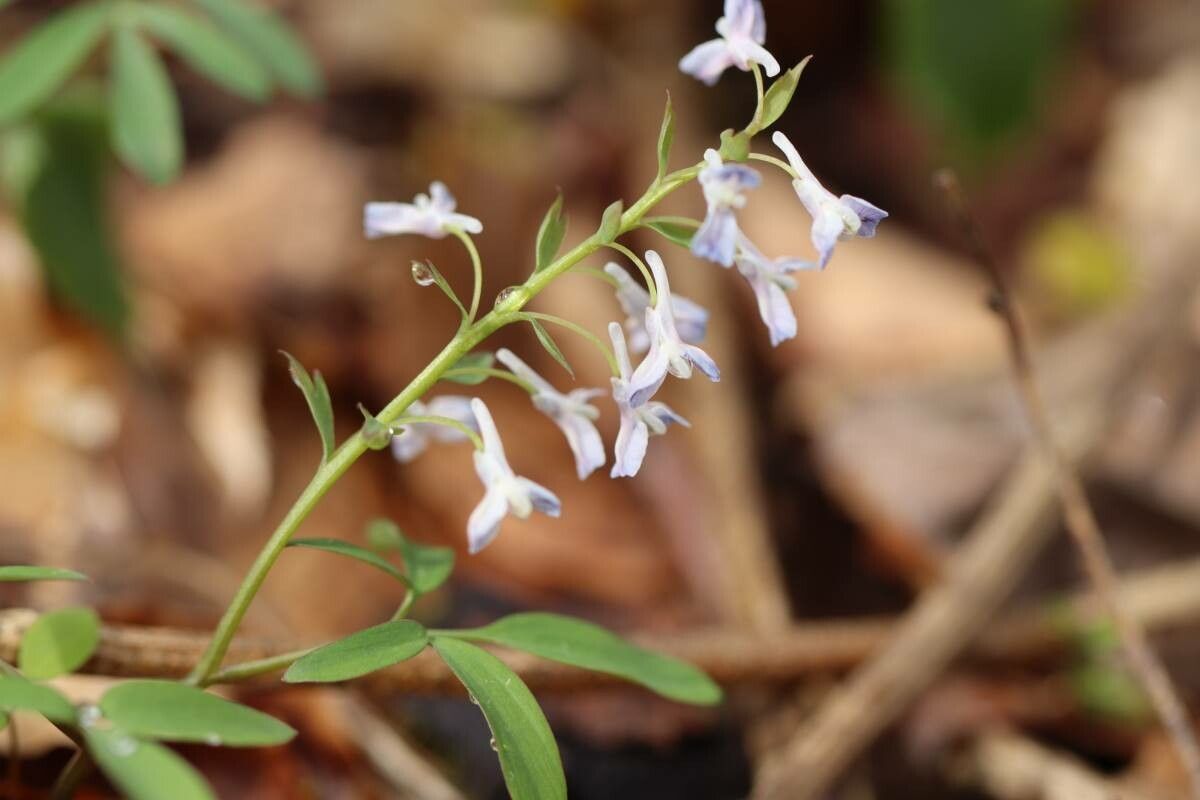 Corydalis capillipes flower