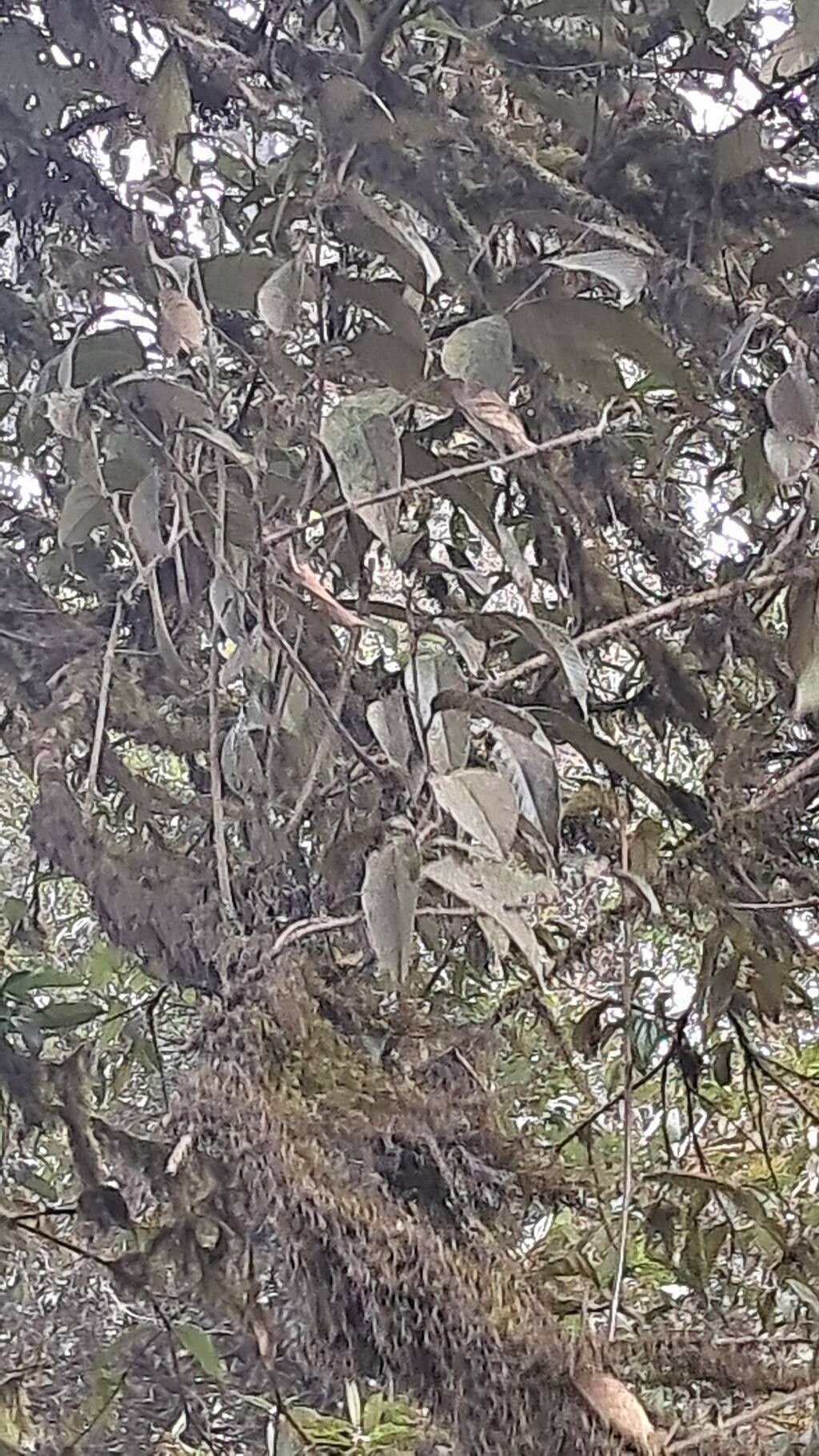 Lithocarpus amygdalifolius leaf