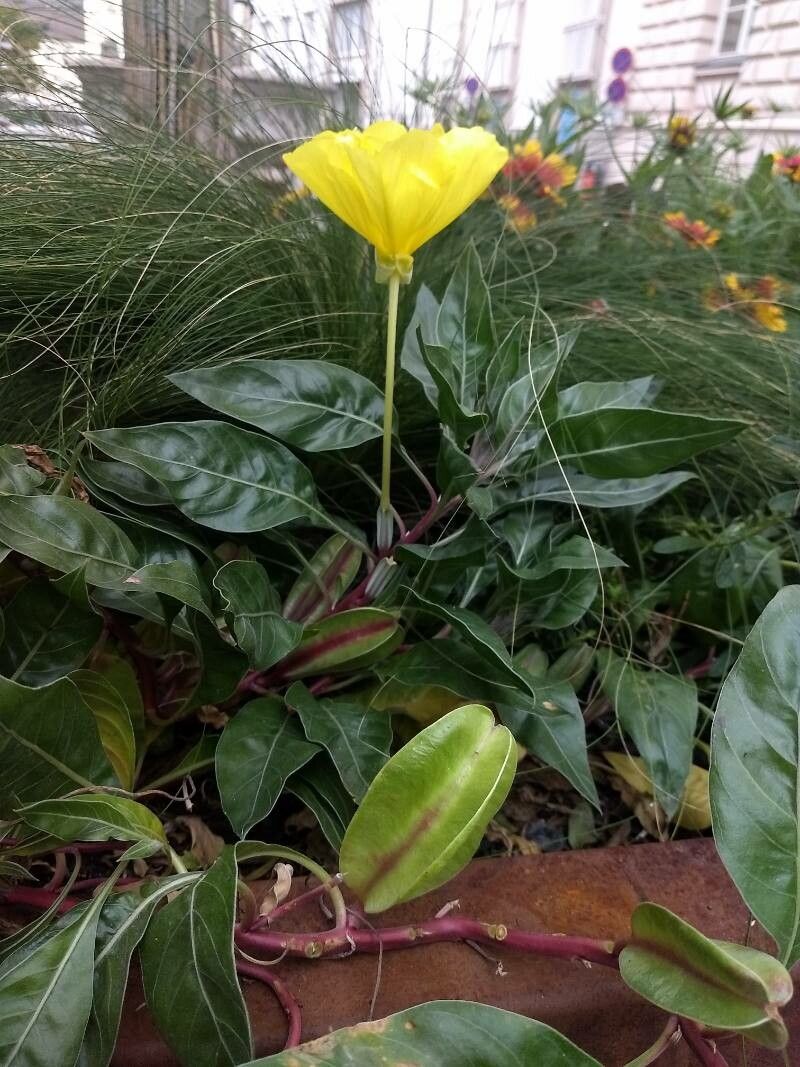Megapterium missouriensis fruit