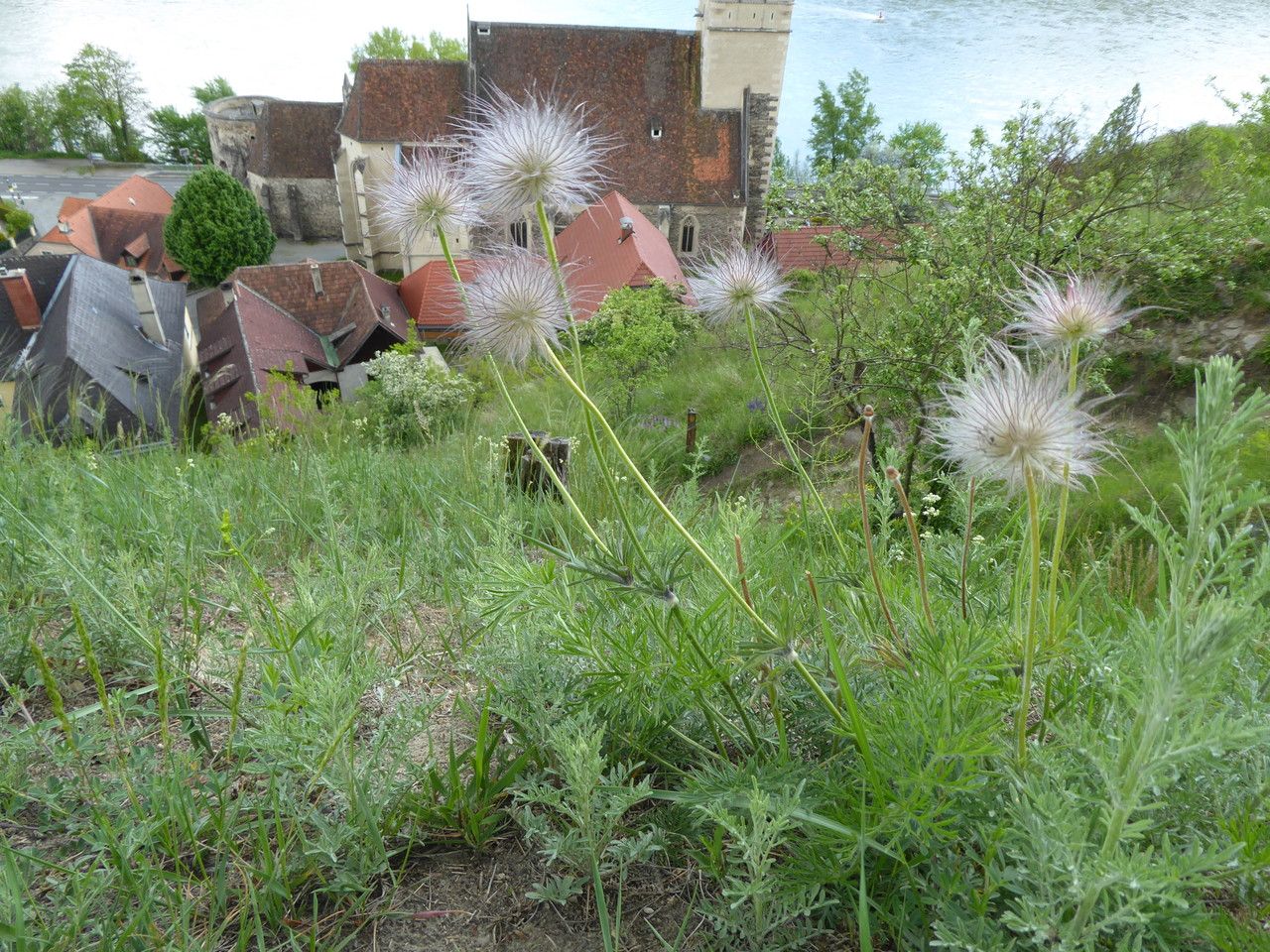 Pulsatilla grandis fruit
