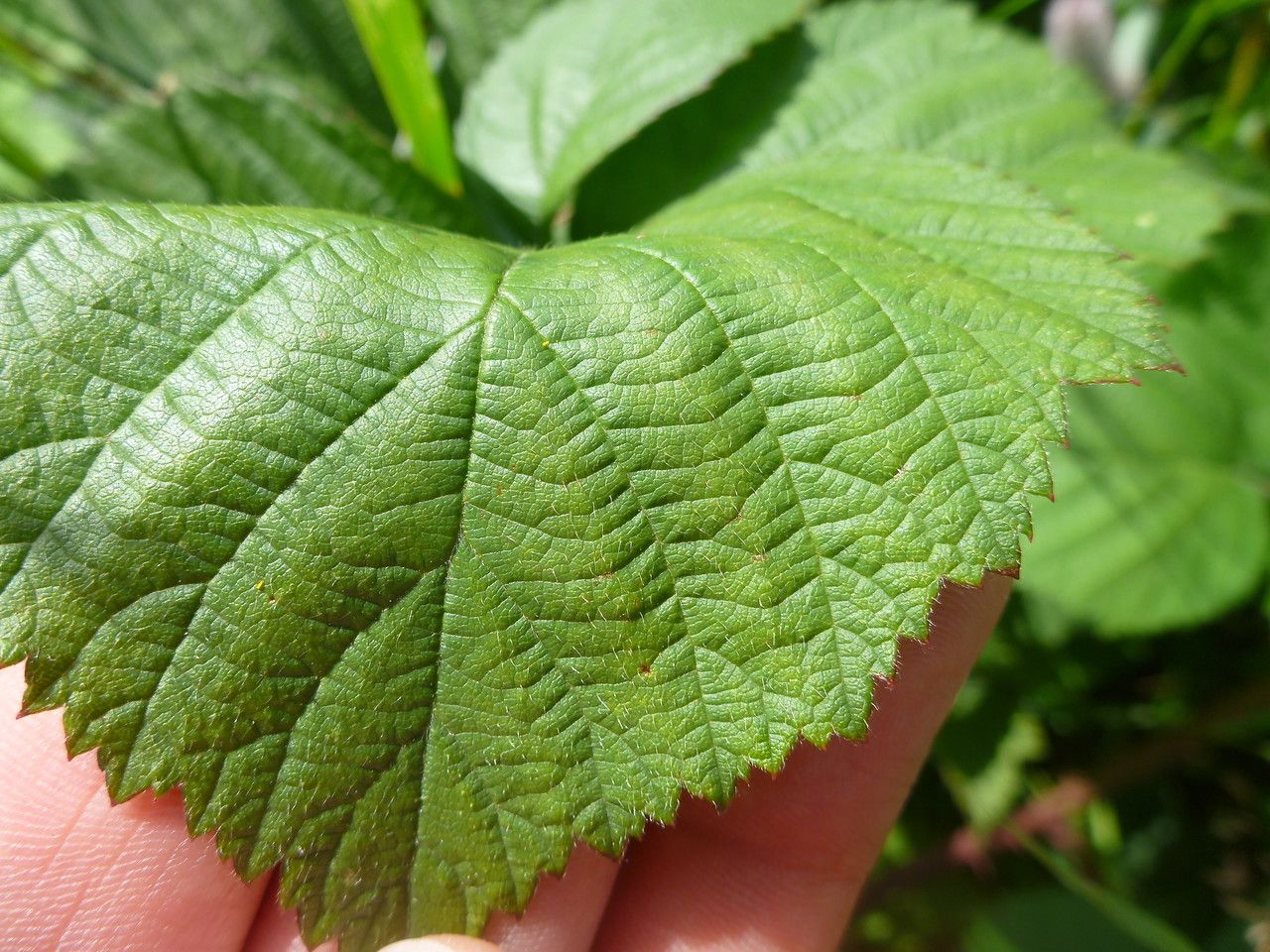 Rubus vanwinkelii leaf