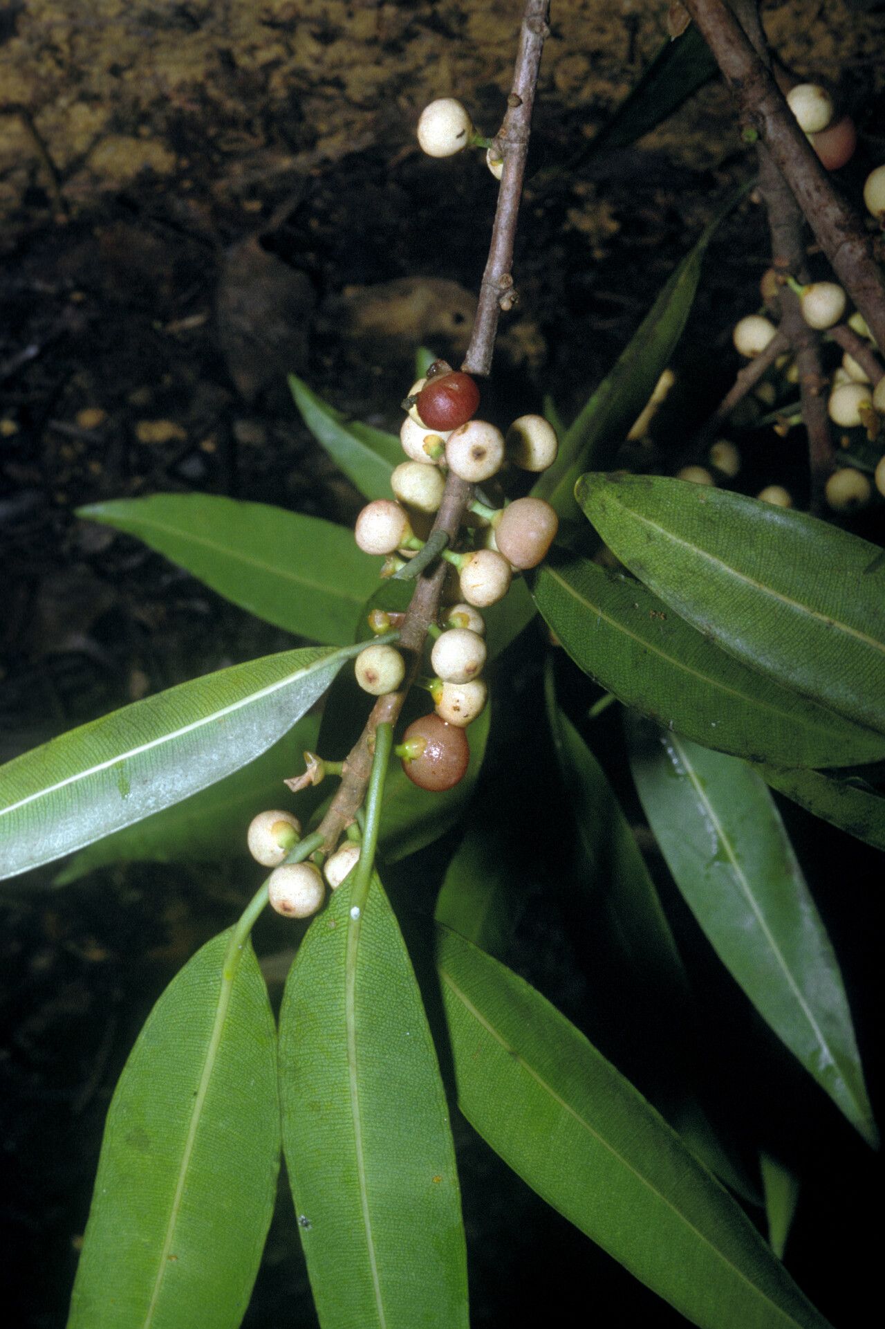 Ficus mathewsii — houseplant care guide