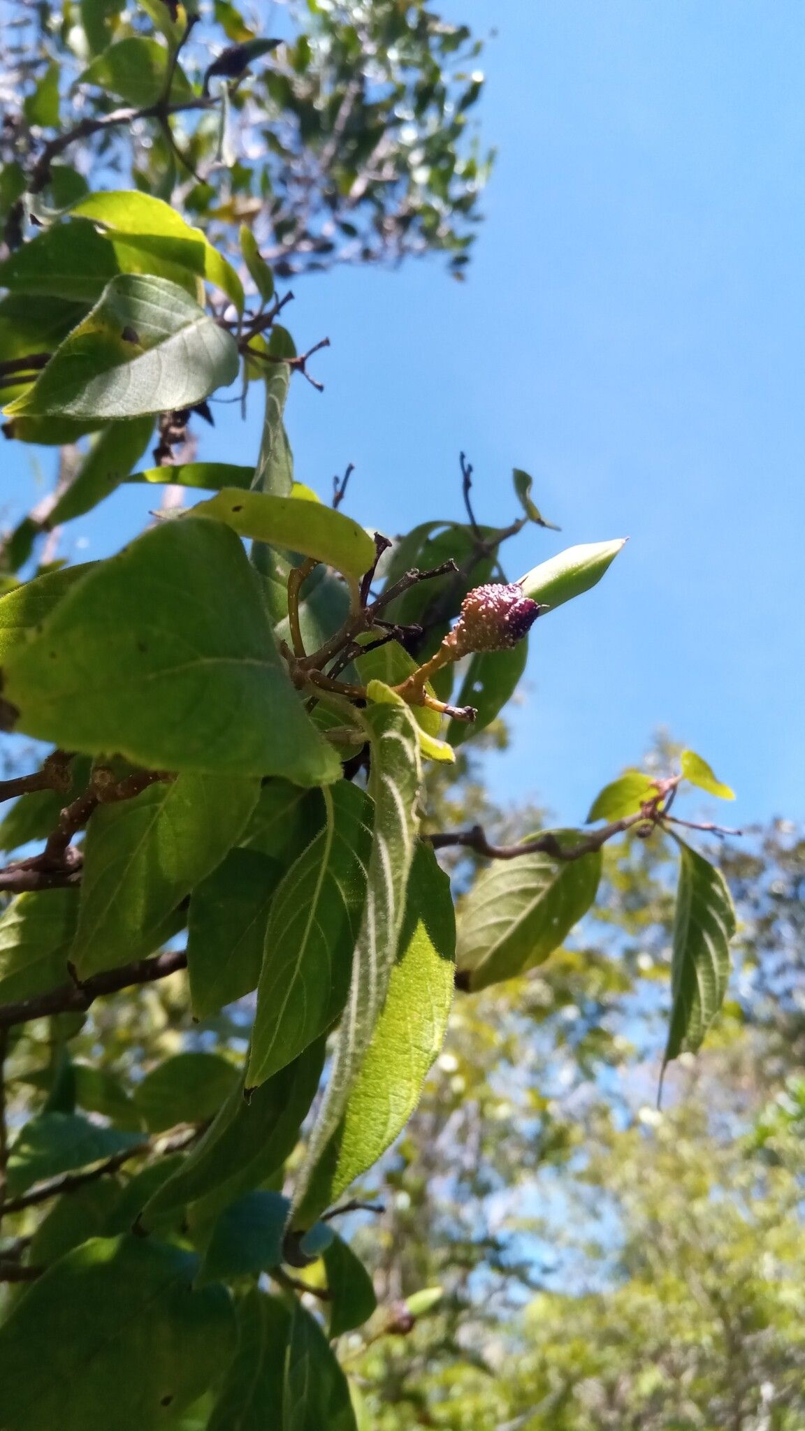 Ruellia geayi fruit