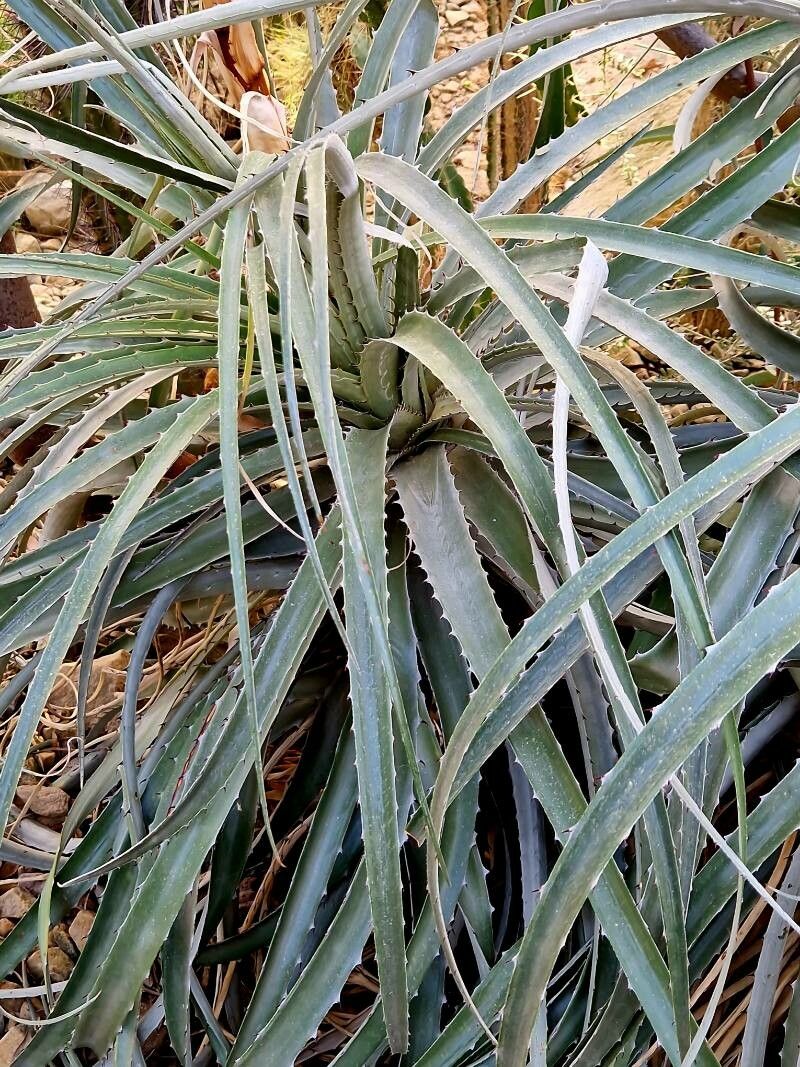 Puya glabrescens — search result for 'Puya'