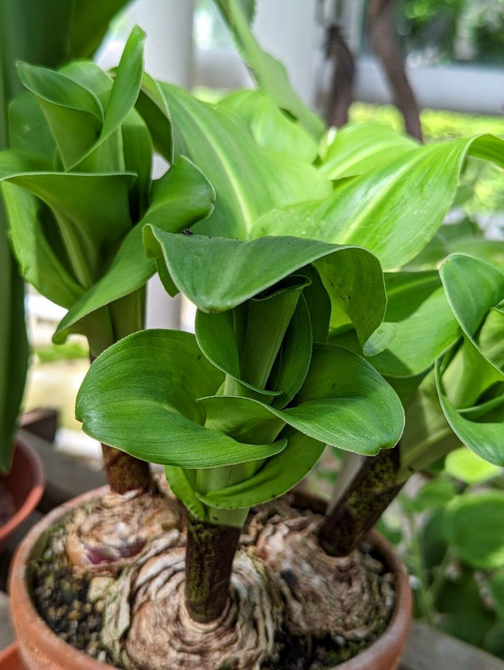 Eucomis bicolor leaf