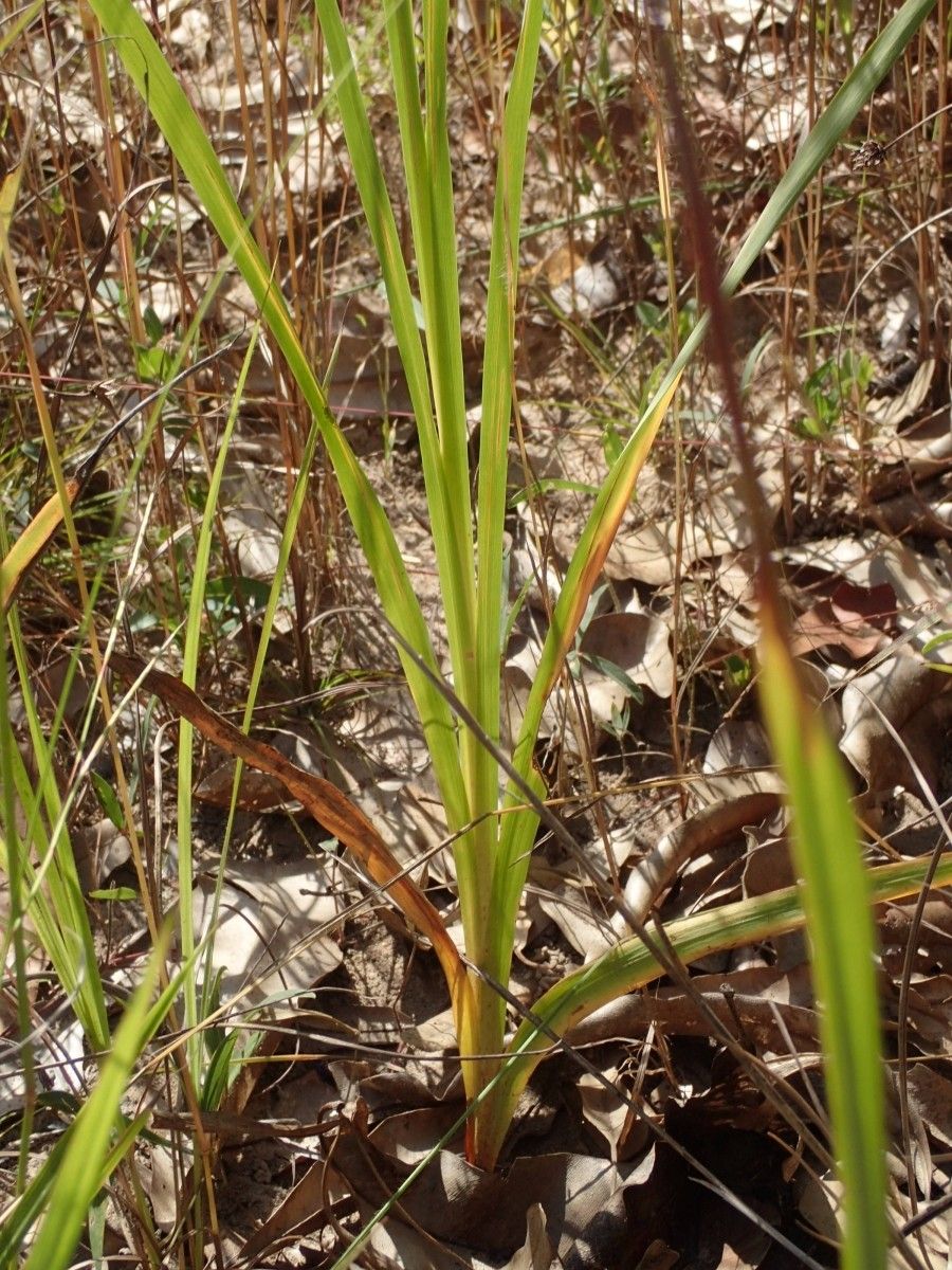 Gladiolus gregarius leaf