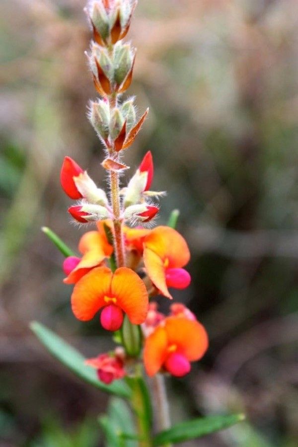 Daviesia cordata flower