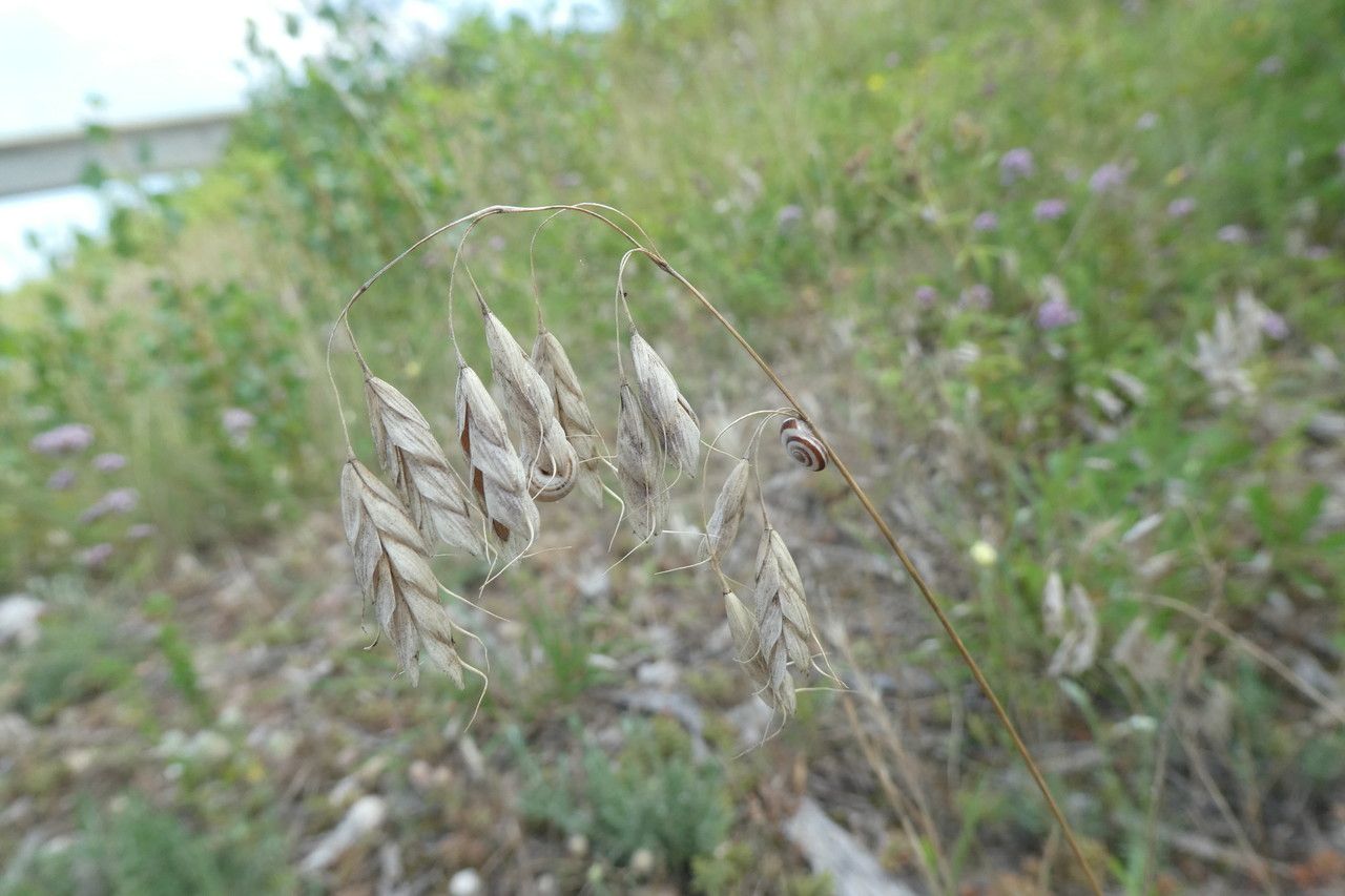 Bromus squarrosus flower