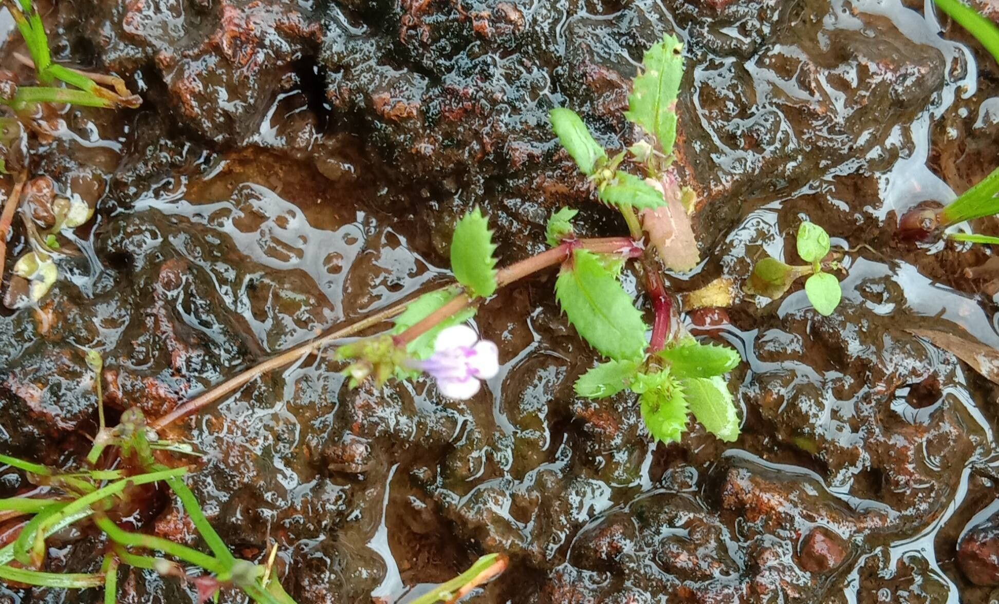 Bonnaya ciliata — houseplant care guide