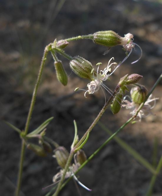 Silene campanulata flower