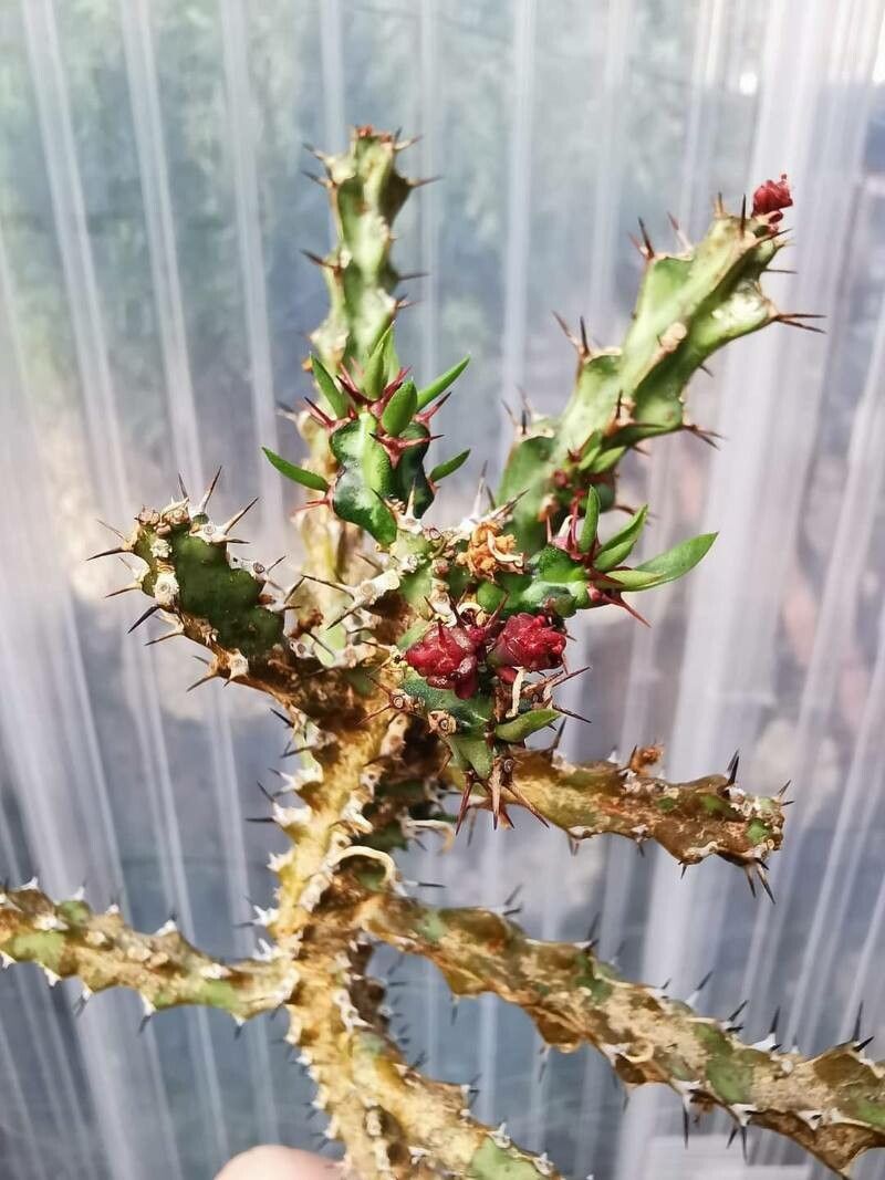 Euphorbia richardsiae — houseplant care guide