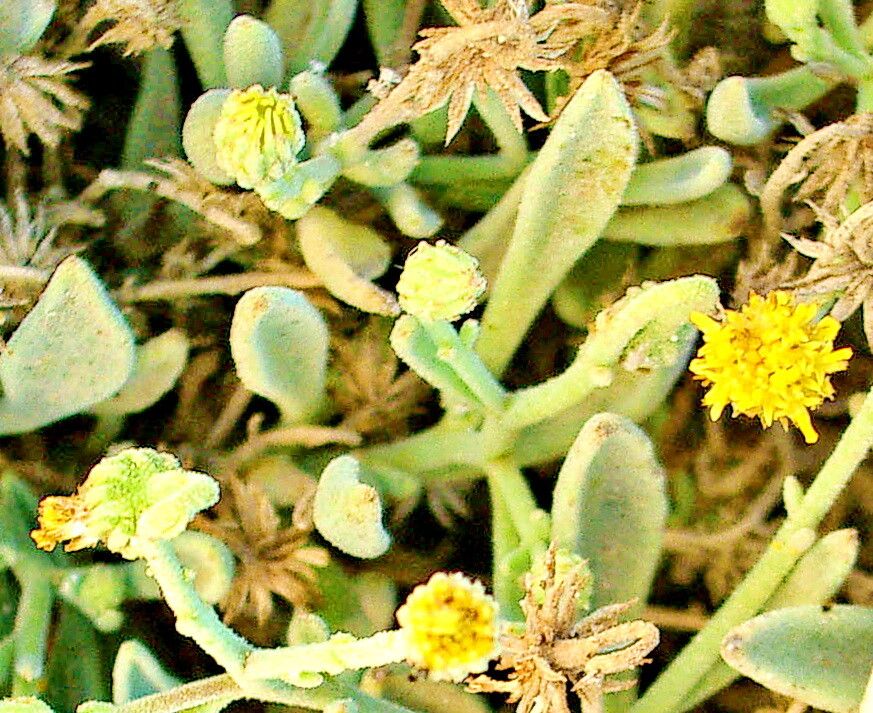 Osteospermum crassifolium — related species from the same genus