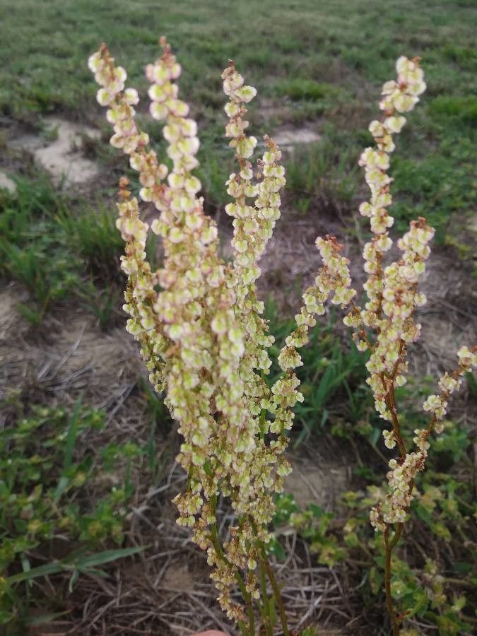 Rumex intermedius leaf
