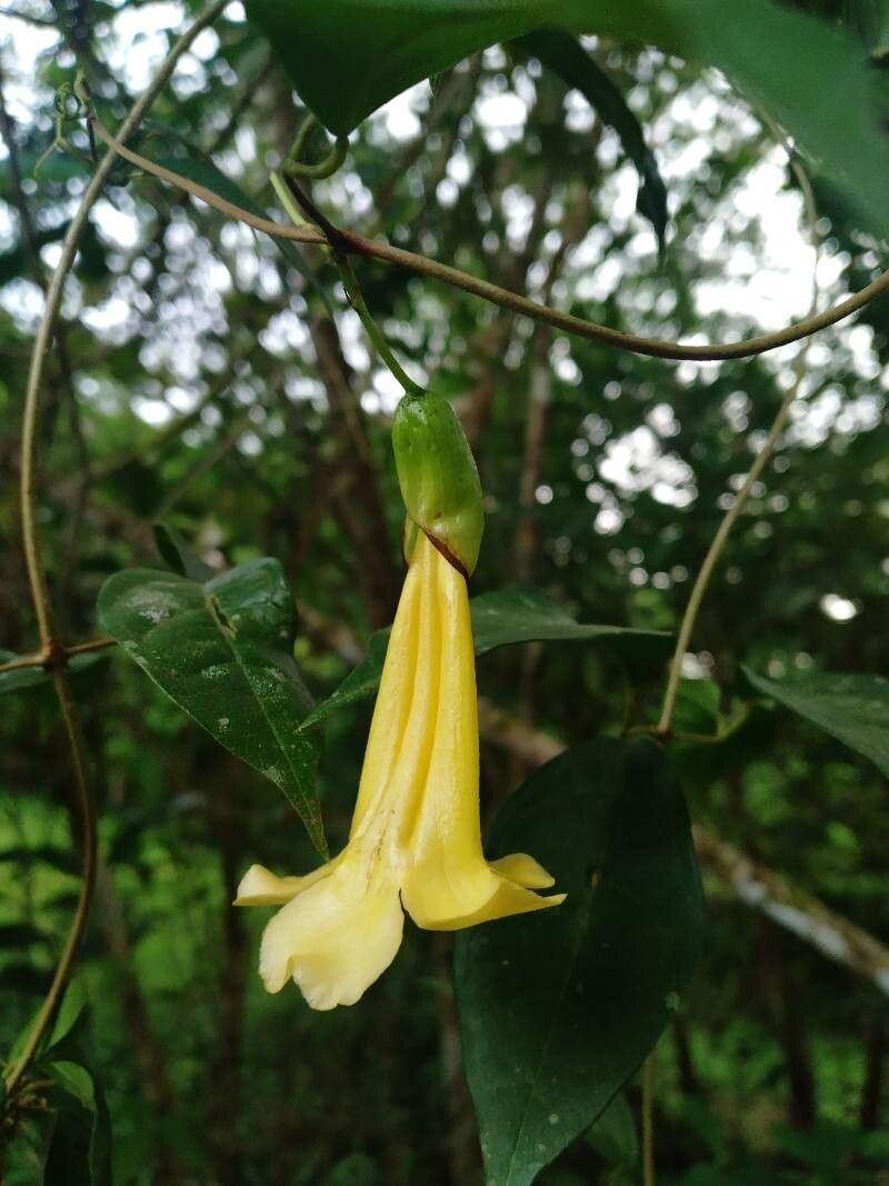 Dolichandra uncata flower