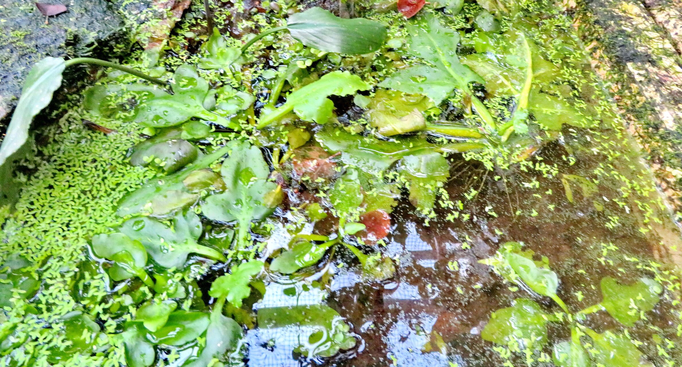 Cryptocoryne lingua — related species from the same genus