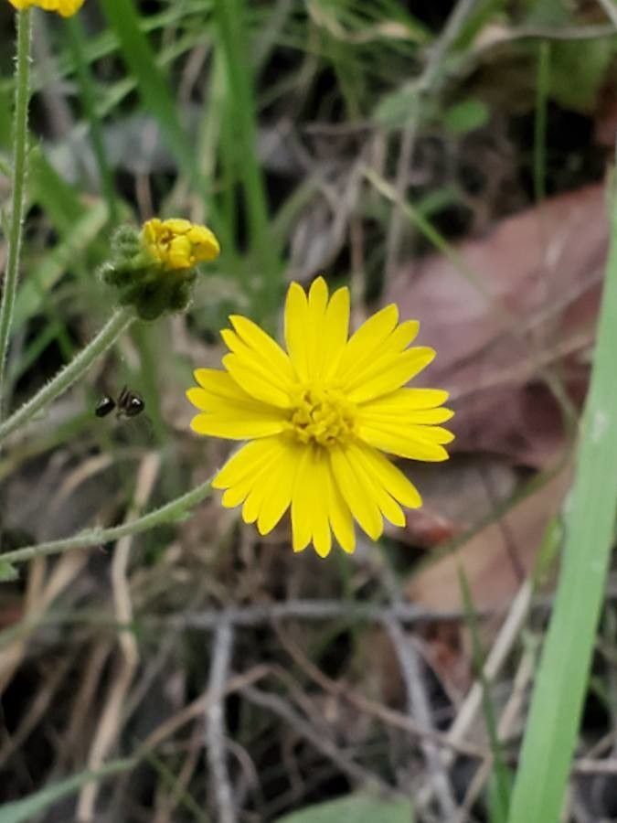 Anisocarpus madioides — houseplant care guide