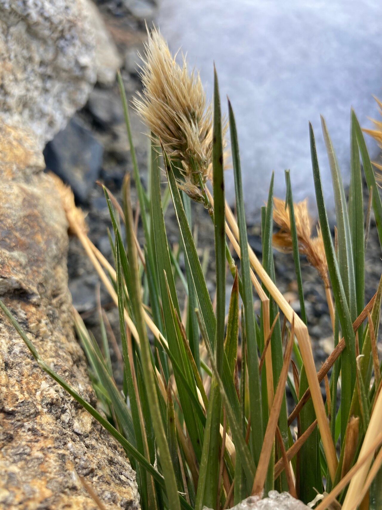 Deschampsia ovata leaf
