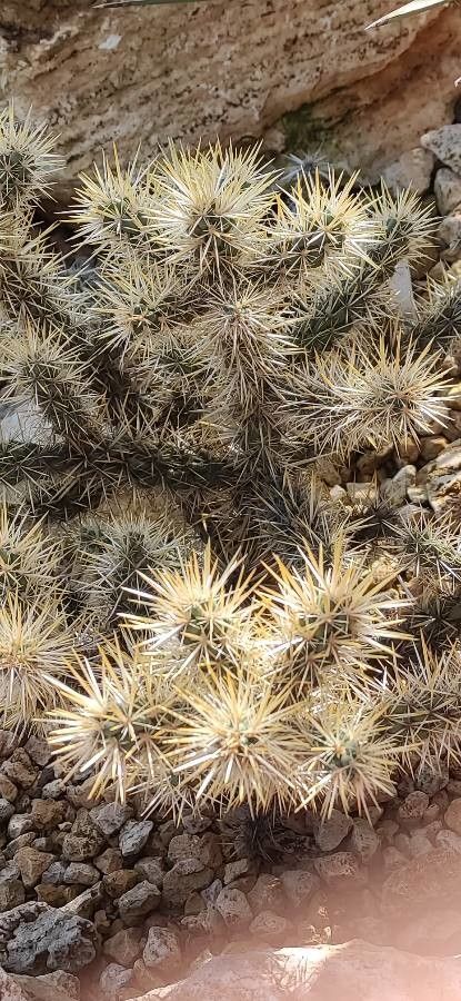 Cylindropuntia echinocarpa — search result for 'Opuntia'