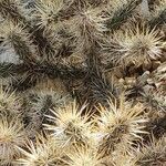 Cylindropuntia echinocarpa