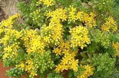 Sedum luteoviride habit