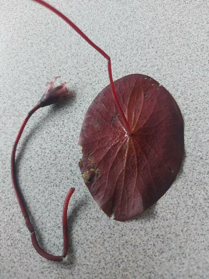 Brasenia schreberi leaf