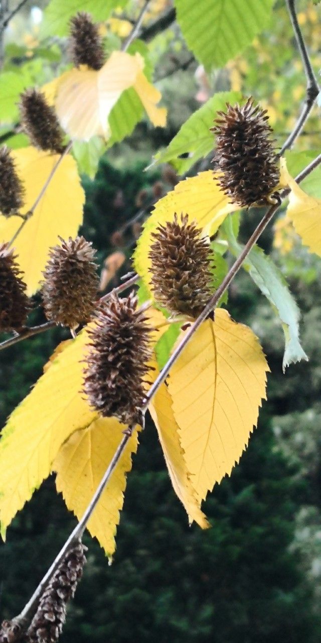 Betula grossa — search result for 'Betula'