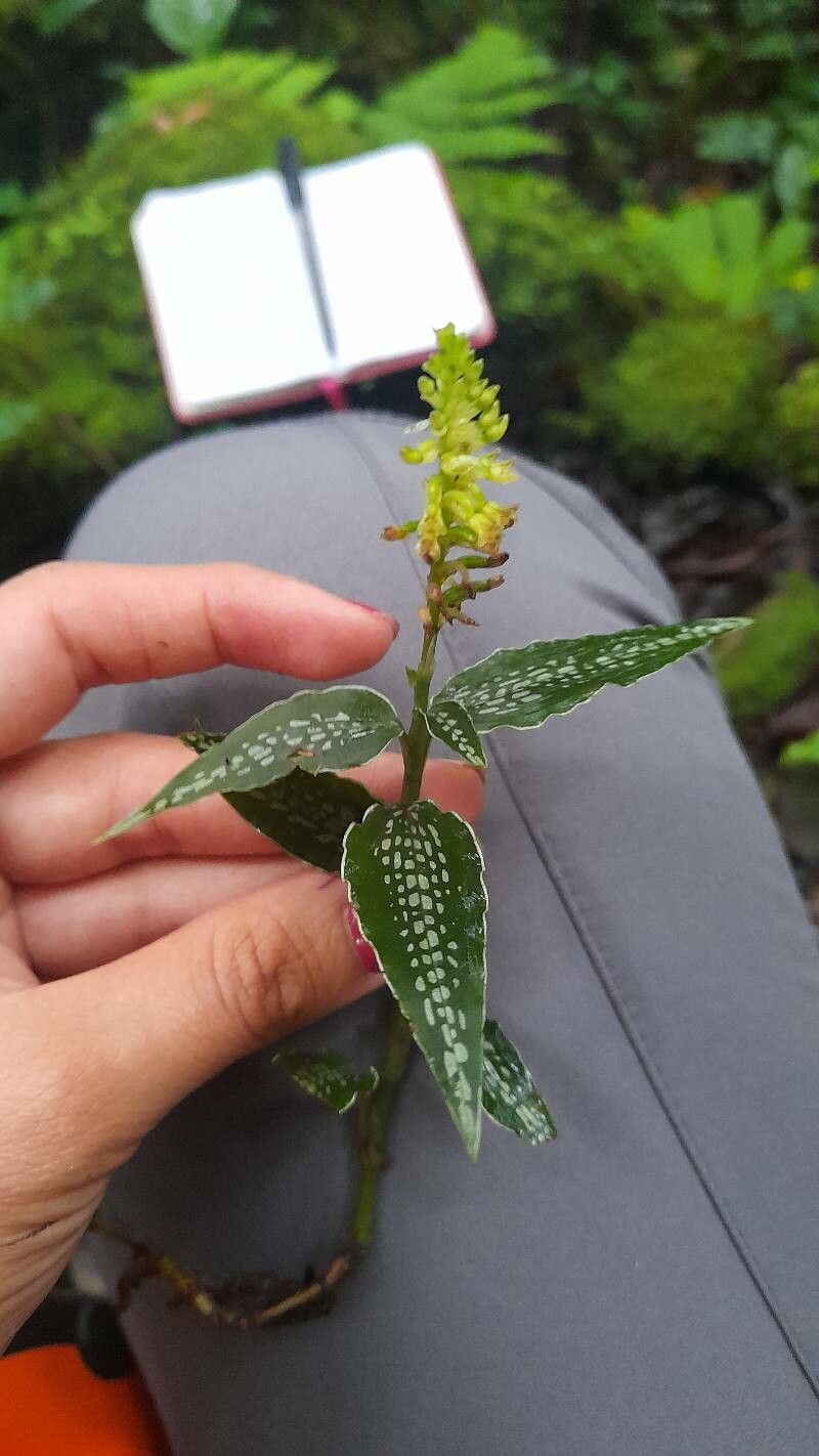 Aspidogyne querceticola — houseplant care guide