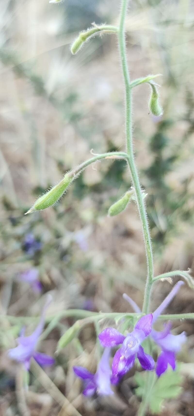 Delphinium oliverianum fruit